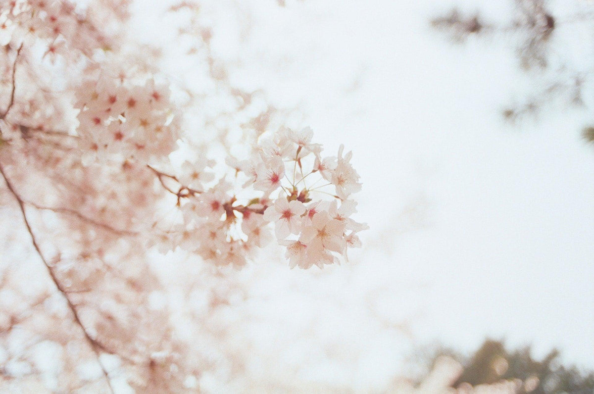 Image of Japanese cherry blossoms