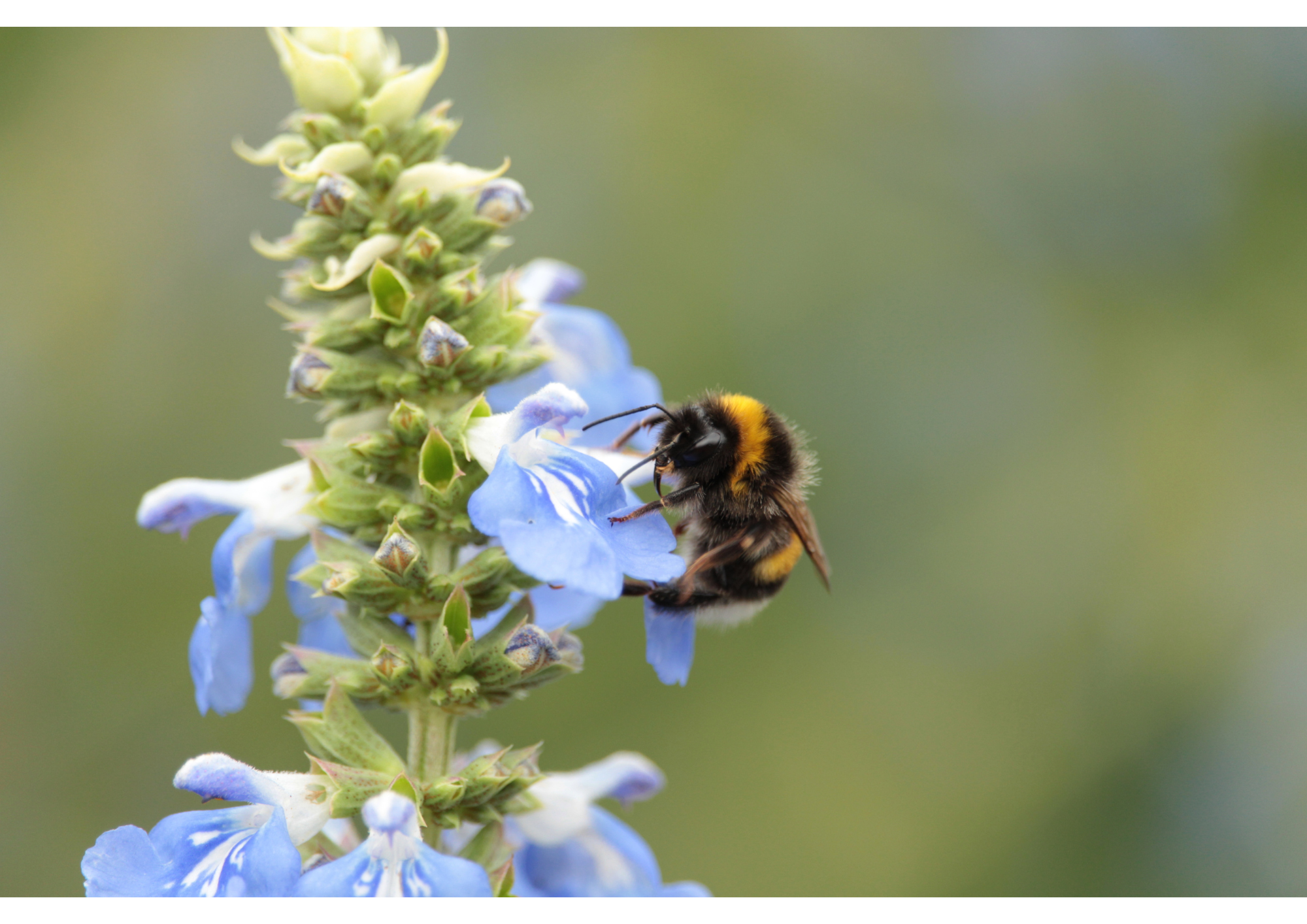 How To Attract Bees To Your Garden