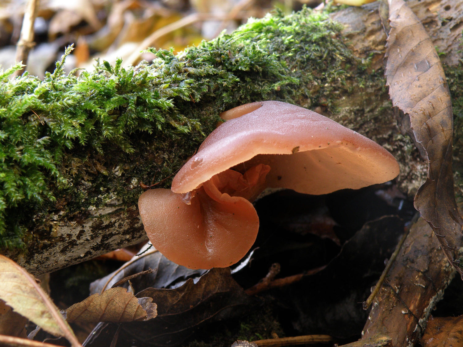 Jew’s Ear (Wood) Mushroom: A Beauty Booster with Multiple Benefits - My Beauty Luv