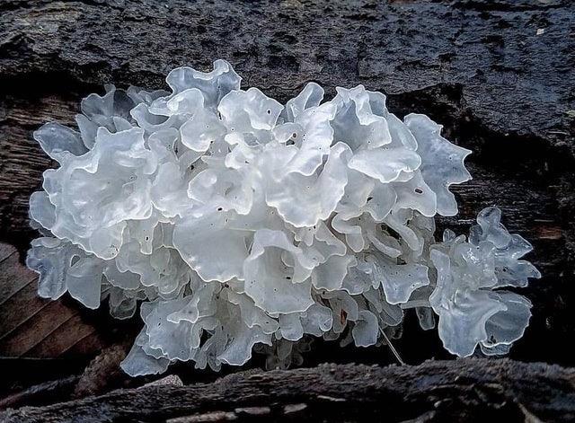 Superpower Tremella Mushroom - Hailed as the 'Beauty Mushroom' in China - My Beauty Luv