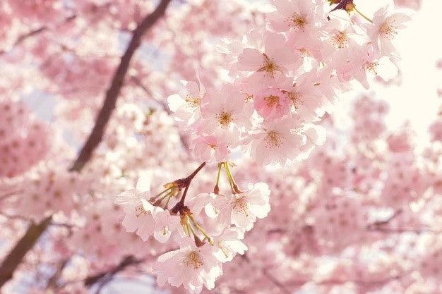 The Magical Sakura Blossom - A Potent Beauty Supplement Ingredient - My Beauty Luv