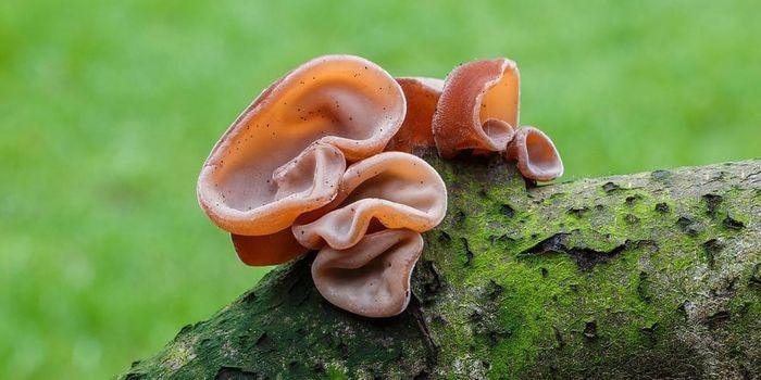 The Skin-Promoting Wonders Of Jew’s Ear Mushroom - My Beauty Luv