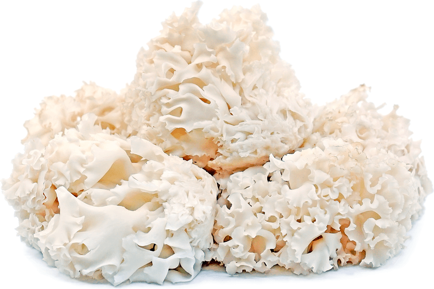 The Superpowers of Cauliflower Mushroom: Nutrition, Health and Beauty Benefits - My Beauty Luv